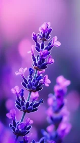 Purple Lavender Spike with Blooming Flowers Against Soft Background