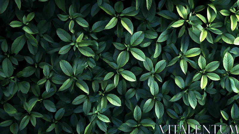 Leaf canopy pattern shows dense planar foliage with directional light