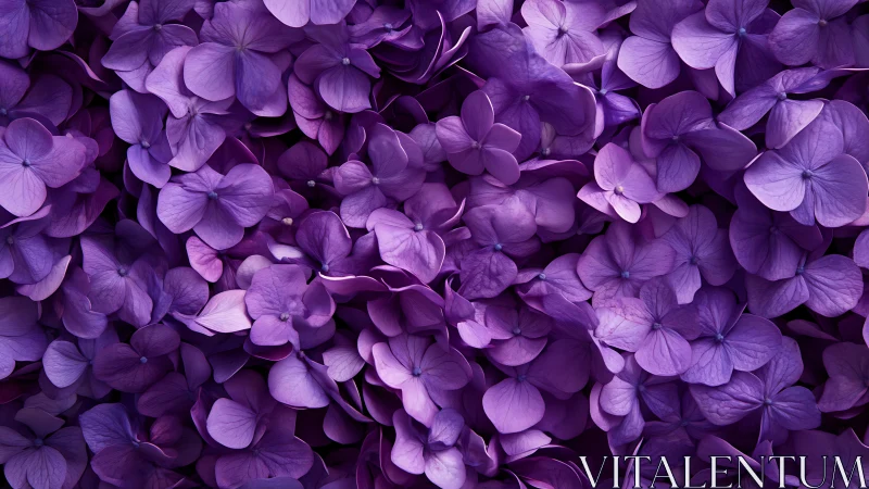 Purple Hydrangea Florals: Dense Bloom Composition Study.