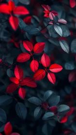 Red foliage contrasted against dark teal leaves backdrop.