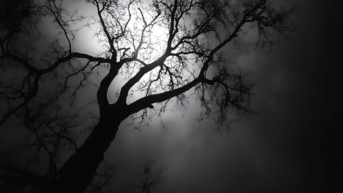 Silhouetted Bare Tree Against Full Moon in Dramatic Night Scene.