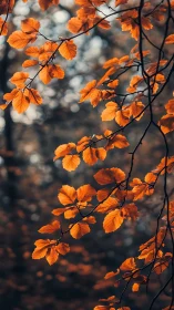Autumn tree branches with orange leaves in soft focus forest.