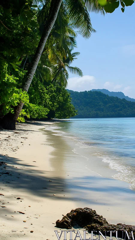Tropical Beach with Forested Shoreline and Clear Water