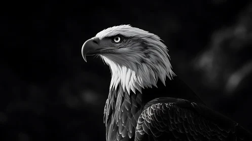 Bald eagle portrait in dramatic black and white photography style.