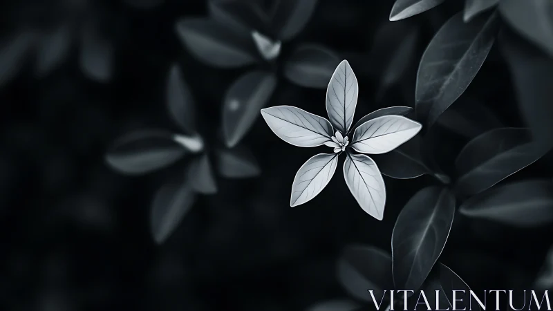 Monochrome macro study of star-shaped foliage geometry.