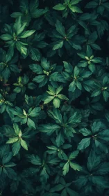 Deep emerald foliage pattern under soft natural shade.