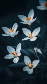 White Crocus Flowers with Orange Stamens on Dark Background