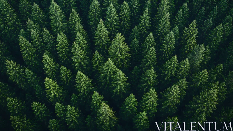 Dense Evergreen Pine Forest from Above in Natural Aerial Style.