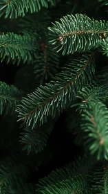 Evergreen fir needles in deep forest shadow closeup view.