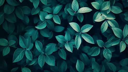 Overhead view of dense teal foliage with broad leaves.