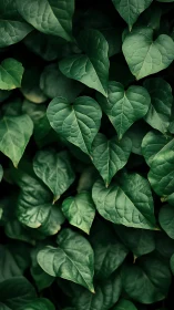 Dense cluster of green heart shaped leaves in soft light.