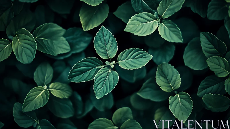 Quiet green spotlight on a single leaf among many.