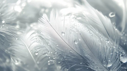 Silver hush of dewlit feathers in soft morning shimmer.