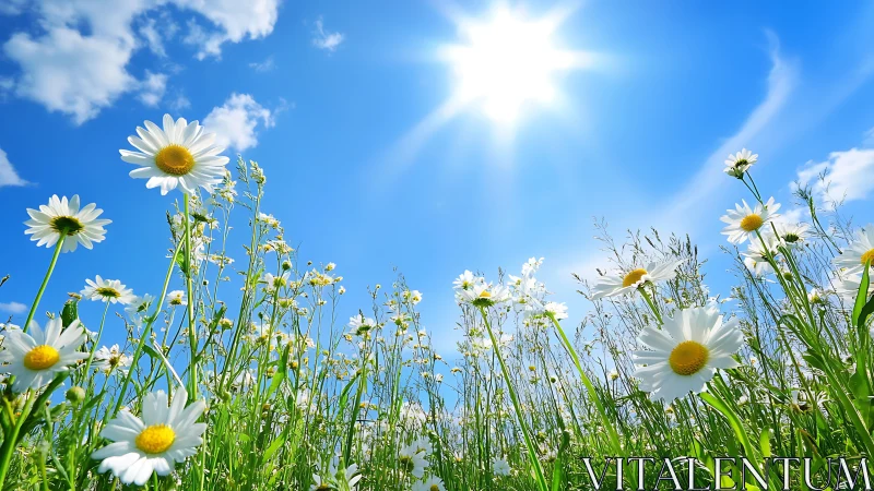 Daisy flowers in low angle view under clear midday sunlight.