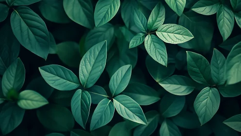 Overhead botanical study isolates layered elliptic foliage forms