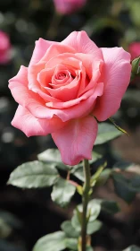 Single pink rose in sharp focus against soft garden bokeh.
