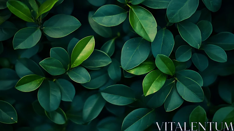 Macro foliage array with directional low-key leaf illumination.