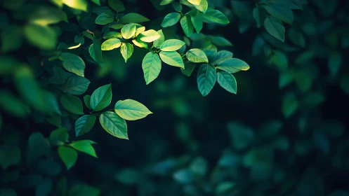 Selective focus foliage captures directional natural backlighting