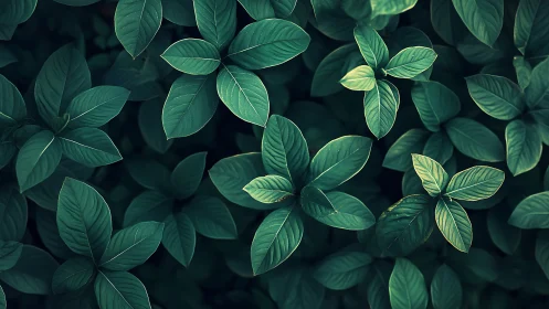 Overhead view of layered green foliage in soft light.