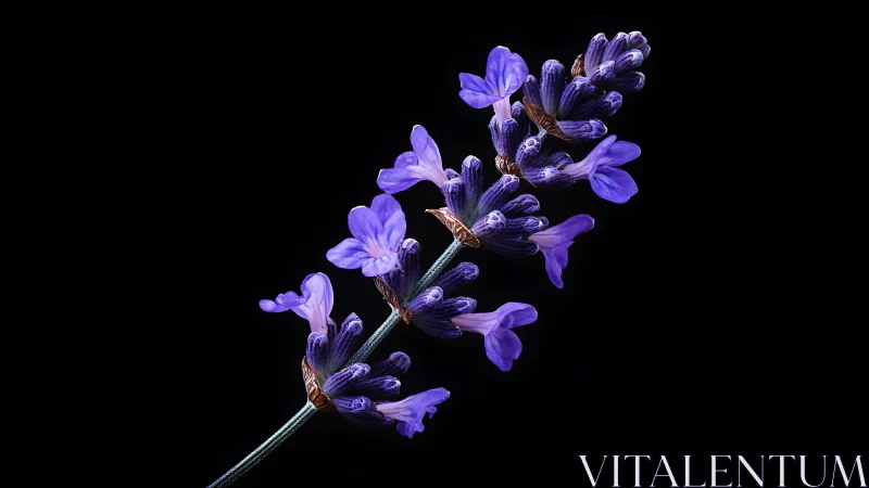 Vibrant Purple Flower Spike Against Dark Background.