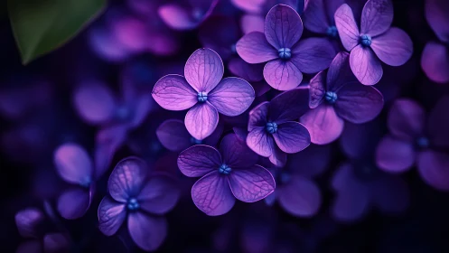 Violet petals capture luminous detail against shadowed bokeh.