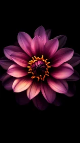 Radiant Dahlia: A Symphony of Pink and Gold.