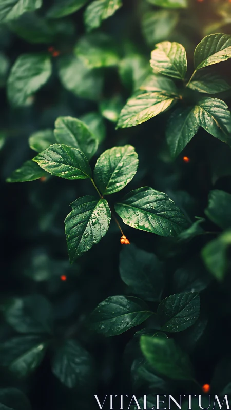 Wet green leaves show sharp detail under soft natural light.