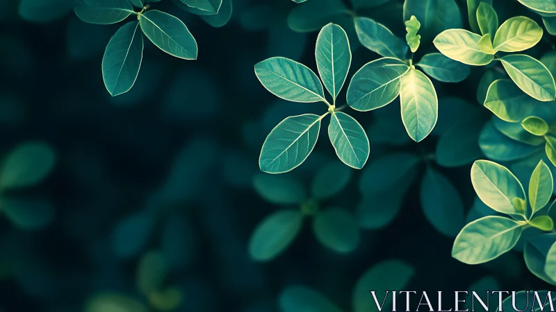 Sunlit green leaves form minimal pattern over dark background