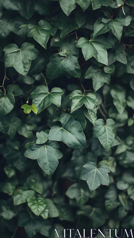 Dense green ivy foliage with layered overlapping leaves.
