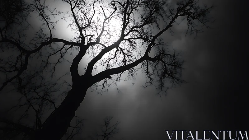 Silhouetted Bare Tree Against Full Moon in Dramatic Night Scene.