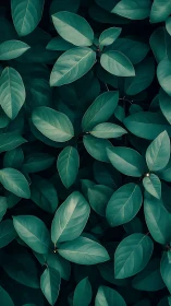 Moody teal foliage forms a calming, contemporary backdrop