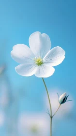 White wildflower close-up against clear blue sky background.