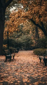 Golden autumn pathway invites quiet moments of reflection
