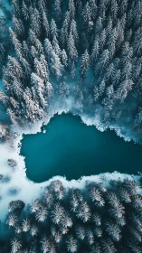 Aerial winter conifer forest encircles frozen cyan mountain lake
