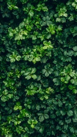 Dense green foliage forms a cohesive botanical surface plane
