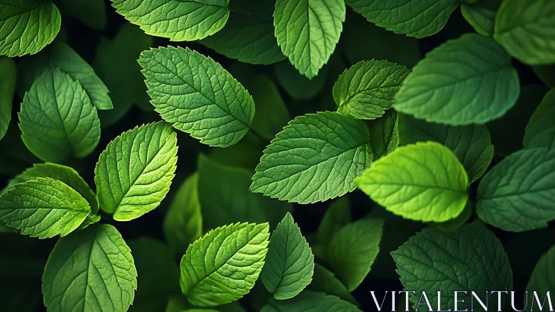 Green foliage close up with layered mint-like leaves.
