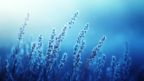 Blue frosted grasses stand in tranquil morning light
