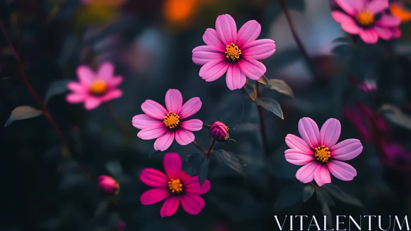 Vibrant Pink Cosmos Flowers in Soft Garden Light.