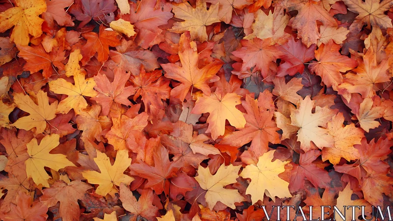 Autumn maple leaves carpet forest floor in warm spectrum