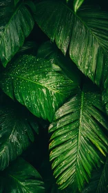 Rain-kissed jungle leaves humming in quiet emerald hush.