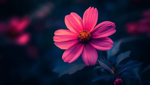 Vibrant Cosmos Flower Against Deep Twilight.