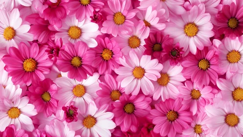 Pink Daisy Composite: Dense Polychromatic Floral Array with Golden Centers