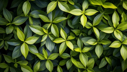 Dense overlapping foliage forms uniform radial leaf clusters