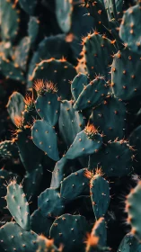 Prickly pear cactus cluster under warm sunset light.
