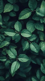 Dense green foliage with overlapping leaves in soft focus.