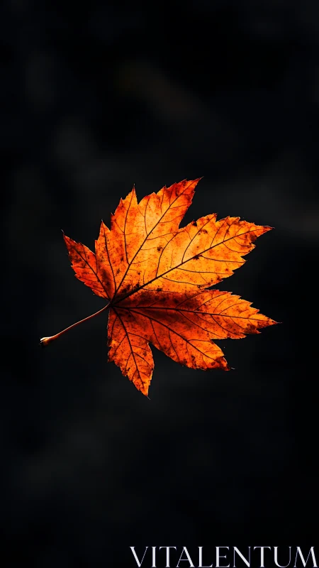 Single orange maple leaf isolated against dark background.