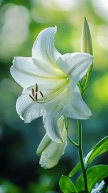White Trumpet Lily Blooming in Soft Sunlight.