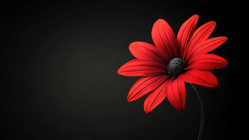 Vibrant Red Daisy Against Dark Minimalist Background