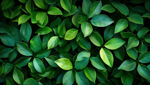 Lush overlapping foliage in rich emerald tonal gradients.