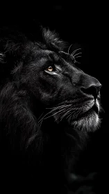 Midnight lion listens for distant thunder beyond the dark